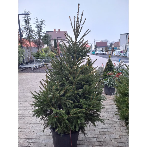 Közönséges luc   PICEA ABIES 150/175 FL