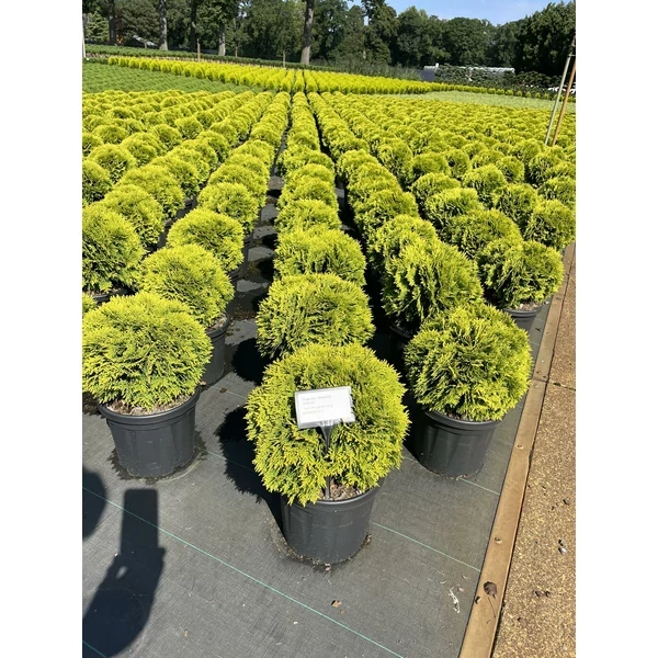 Törpe arany gömb tuja  THUJA OCCIDENTALIS MIRJAM 20/30 K20