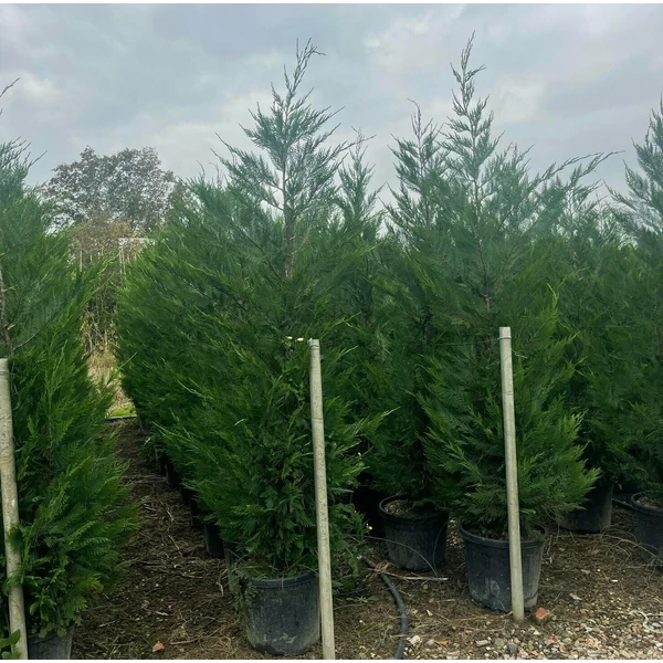 Leyland ciprus  CUPRESSOCYPARIS LEYLANDII 175/200 K25