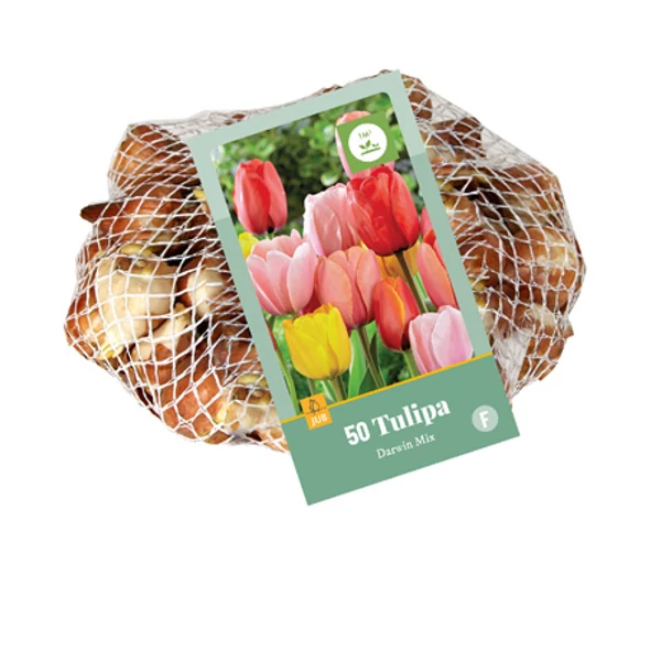 Tulipán VIRÁGHAGYMA TULIPS DARWIN HYBRID MIX 40DB/CSOMAG JUB 320100