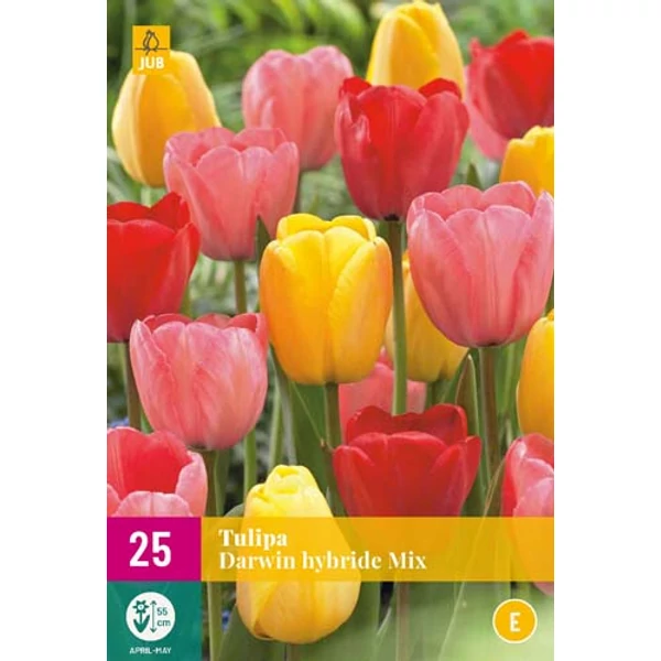 Tulipán VIRÁGHAGYMA TULIPS DARWIN HYBRID MIX 15DB/CSOMAG JUB 322380
