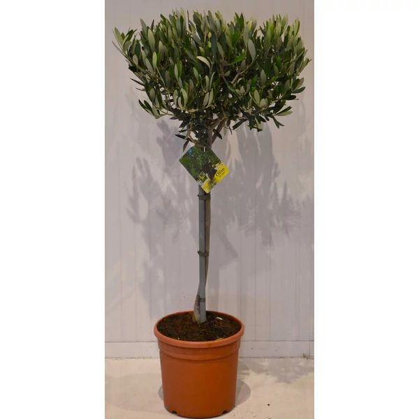 Olajfa   OLEA EUROPAEA T50 K4