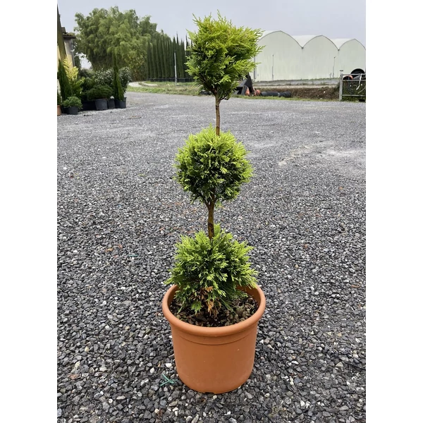 Arany lombú leyland ciprus CUPRESSOCYPARIS LEYLANDII GOLD RIDER 3 GÖMB 80/+ K12