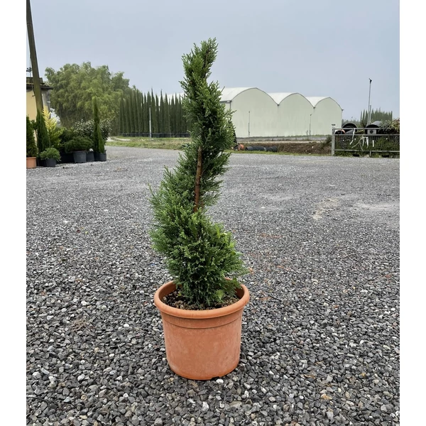 Leyland ciprus   CUPRESSOCYPARIS LEYLANDII PYRAMIDALIS SPIRÁL 80/+ K12
