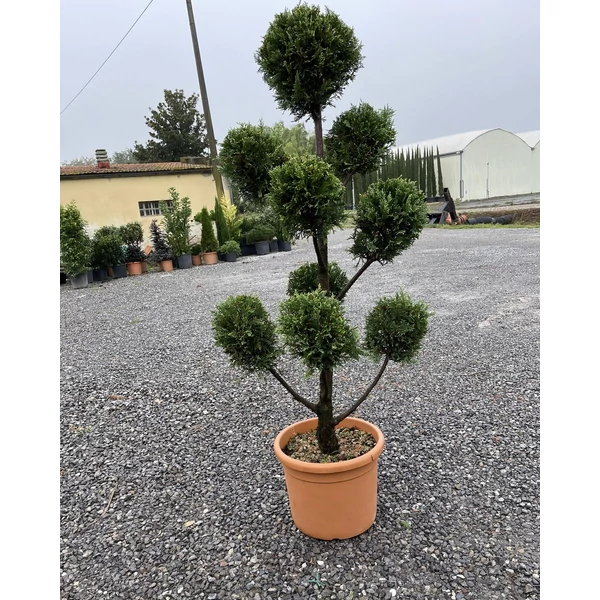Arany lombú leyland ciprus CUPRESSOCYPARIS LEYLANDII CASTLEWELLAN GOLD POM-PON 120/140 K18