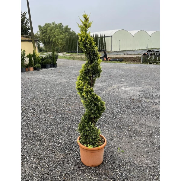 Arany lombú leyland ciprus CUPRESSOCYPARIS LEYLANDII GOLD RIDER SPIRÁL 120/140 K18