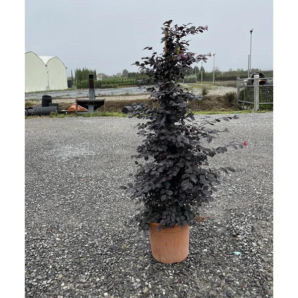 Kínai rojtosvirág  LOROPETALUM CHINENSE BLACK PEARL KÚP 100/+ K9