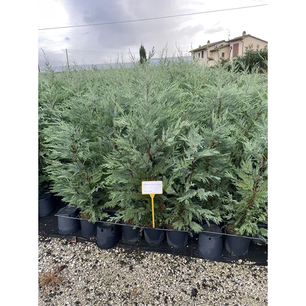 Leyland ciprus CUPRESSOCYPARIS LEYLANDII 100/120 K5