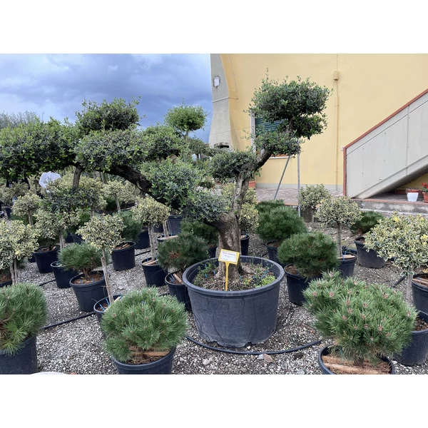Olajfa    OLEA EUROPAEA POM-PON K230