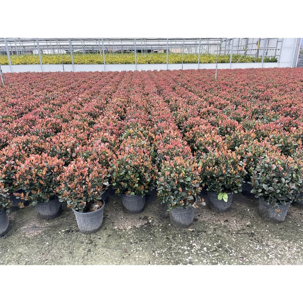 Örökzöld korallberkenye   PHOTINIA FRASERI CHICO GÖMB K9