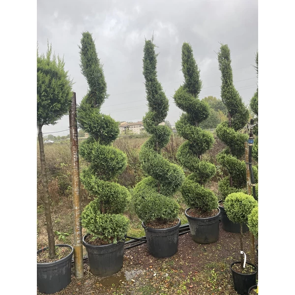 Arany lombú leyland ciprus CUPRESSOCYPARIS LEYLANDII CASTLEWELLAN GOLD SPIRÁL 250/300 K45