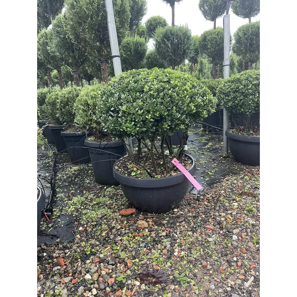 Csipkéslevelű magyal   ILEX CRENATA TÖBBTÖRZSES LAPOS TÁLBAN K25