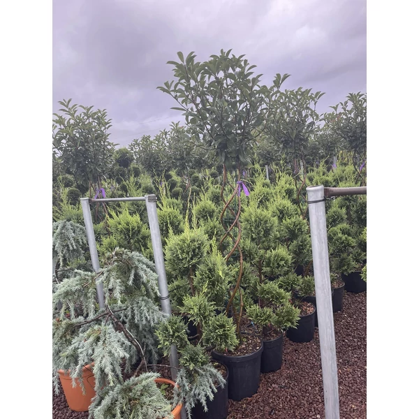 Örökzöld korallberkenye   PHOTINIA FRASERI RED ROBIN T1/2 FONOTT TÖRZS K25