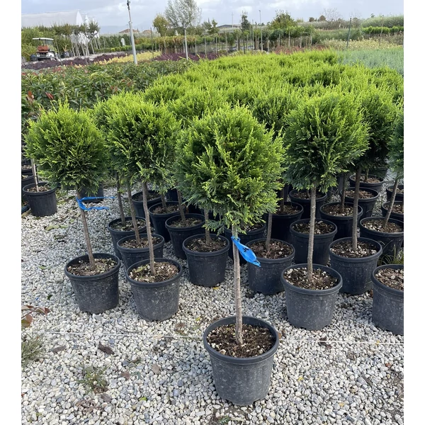 Arany lombú leyland ciprus CUPRESSOCYPARIS LEYLANDII CASTLEWELLAN GOLD T1/4 K9