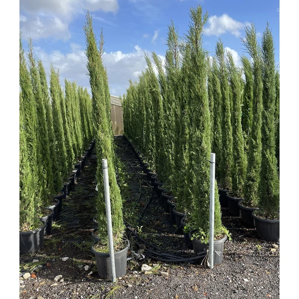 Toszkán ciprus   CUPRESSUS SEMPERVIRENS PYRAMIDALIS 200/250 K25