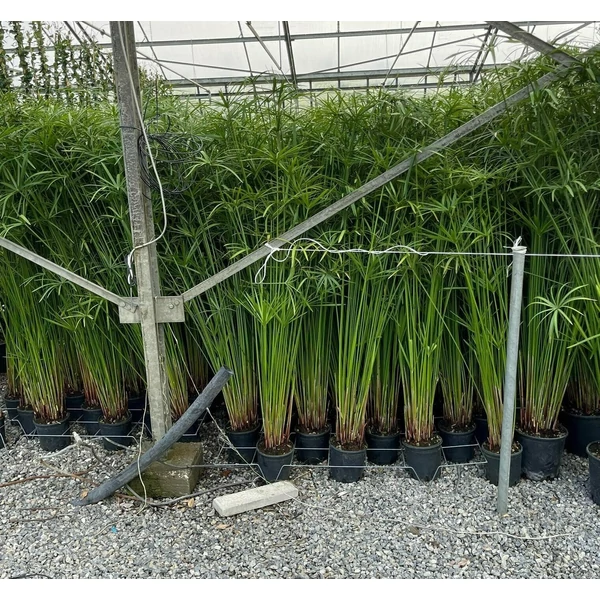 Papirusz-sás CYPERUS PAPYRUS K3                                