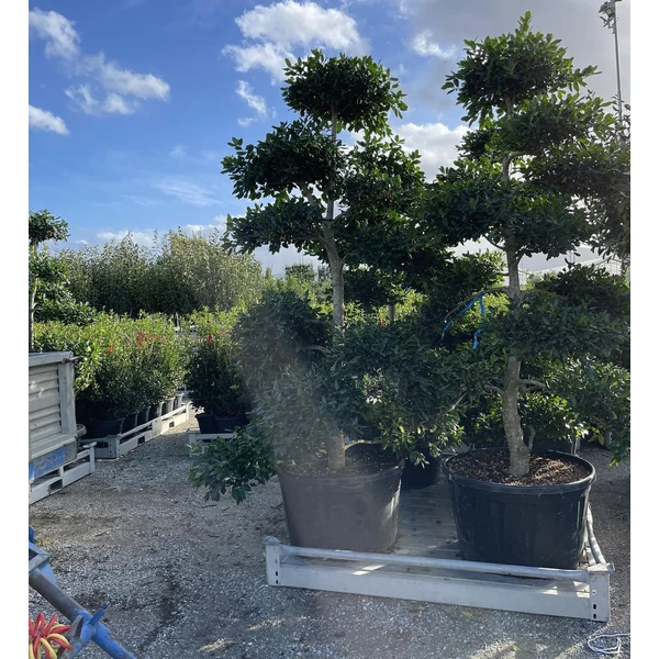 Közönséges magyal   ILEX MUTCHAGARA NELLIE R. STEVENS BONSAI 200/250 K230