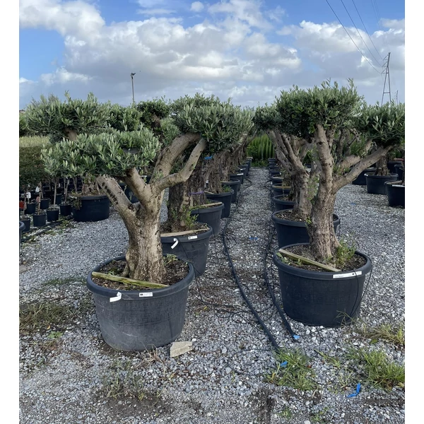 Olajfa OLEA EUROPAEA BONSAI K150