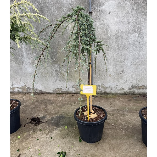 Kék csüngő atlasz cédrus CEDRUS ATLANTICA GLAUCA PENDULA T1/2 K25