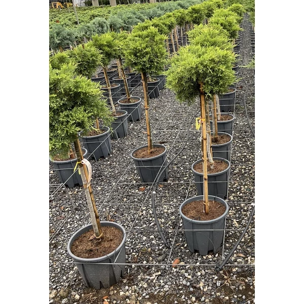 Arany terülő boróka  JUNIPERUS MEDIA PFITZERIANA OLD GOLD T1/2 40/50 K15