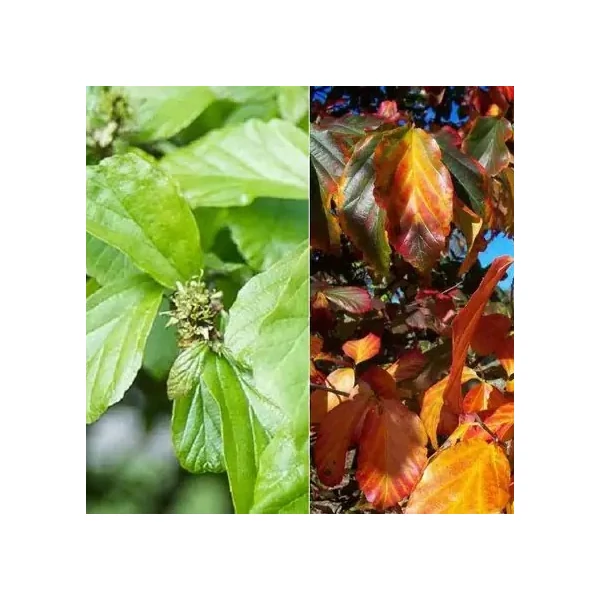 Perzsafa    PARROTIA PERSICA 3×I 12/14 K50