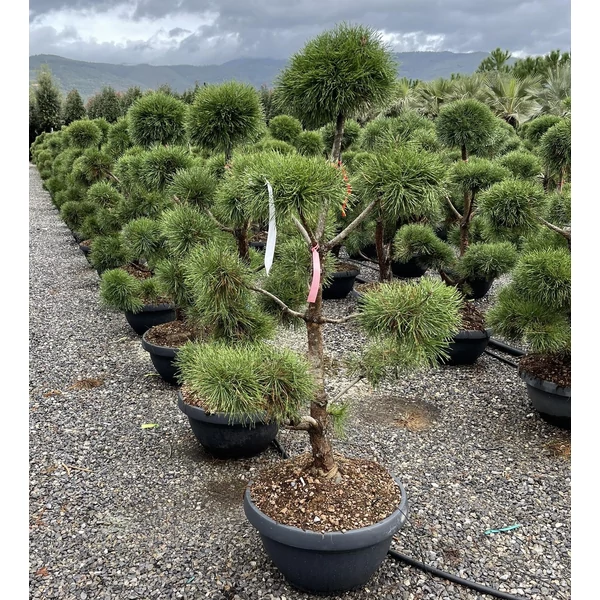 Törpe erdeifenyő   PINUS SYLVESTRIS BONSAI S FORMA 125/150 K50