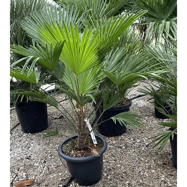 Kínai kenderpálma CHAMAEROPS EXCELSA T70/80 K45