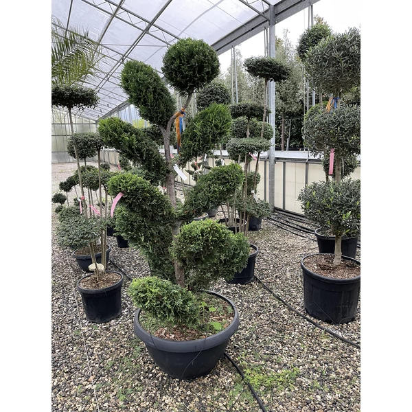 Arany lombú leyland ciprus CUPRESSOCYPARIS LEYLANDII CASTLEWELLAN GOLD BONSAI S FORMA 160/180 LAPOS TÁLBAN K65