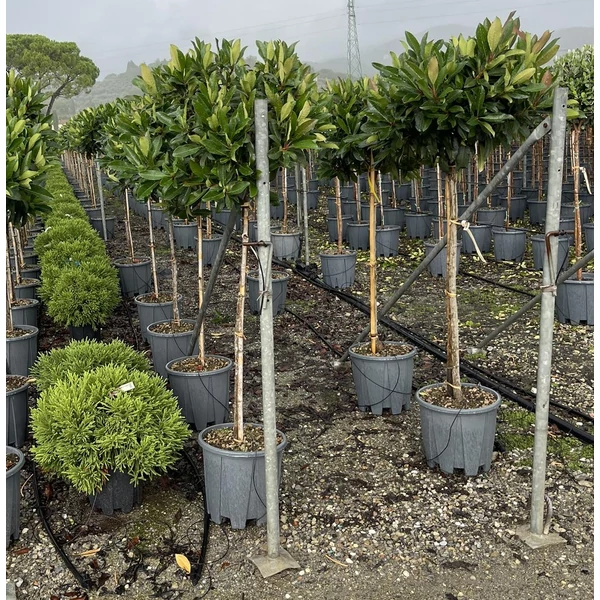 Japán naspolyaERIOBOTRYA COPPERTONE T1/2 40/50 GÖMB K18