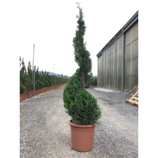 Arany lombú leyland ciprus CUPRESSOCYPARIS LEYLANDII CASTLEWELLAN GOLD SPIRÁL K14