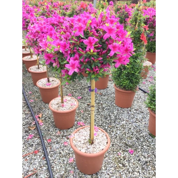 Japán azálea   AZALEA JAPONICA T1/2 K12