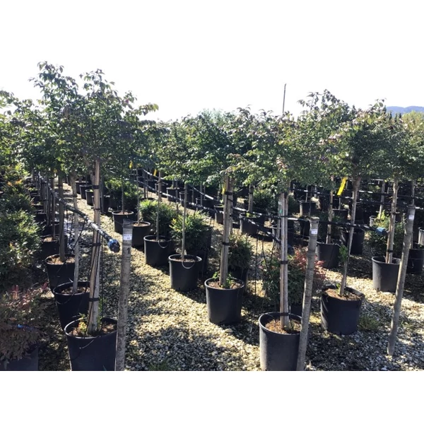 Szárnyas kecskerágó  EUONYMUS ALATUS COMPACTUS T1/2 K18
