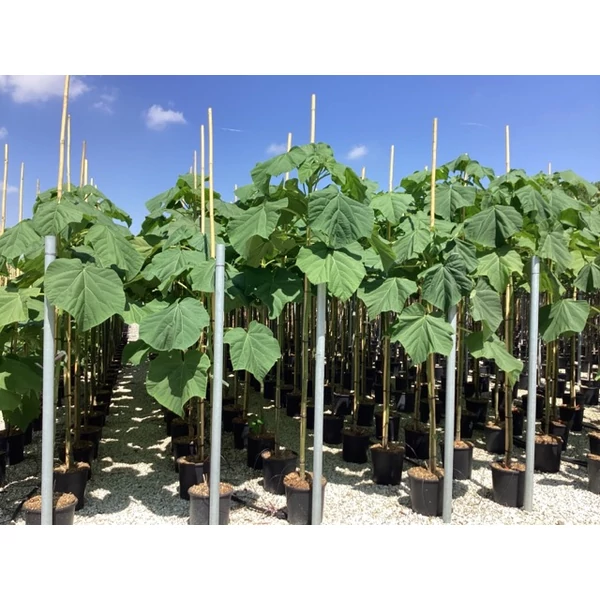 Nagylevelű császárfa  PAULOWNIA FORTUNEI FAST BLUE T200 8/10 K18