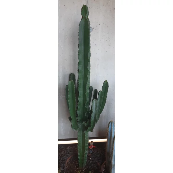 Kaktusz EUPHORBIA ERITREA CS35