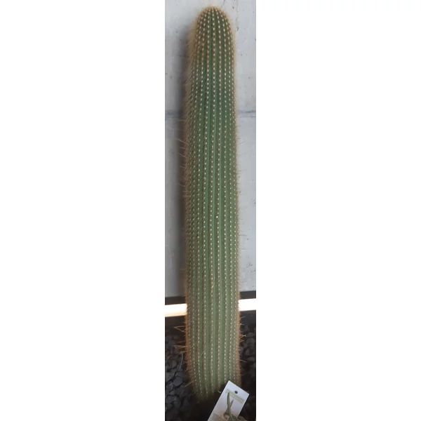 Kaktusz CEREUS VATRICANIA GUENTHERI CS30