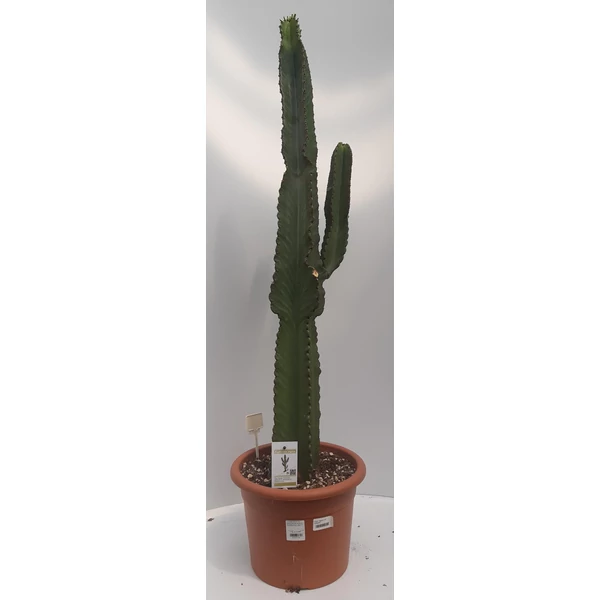 Kaktusz EUPHORBIA INGENS CS25