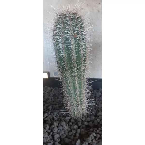 Kaktusz CEREUS PACHYCEREUS PRINGLEI CS25