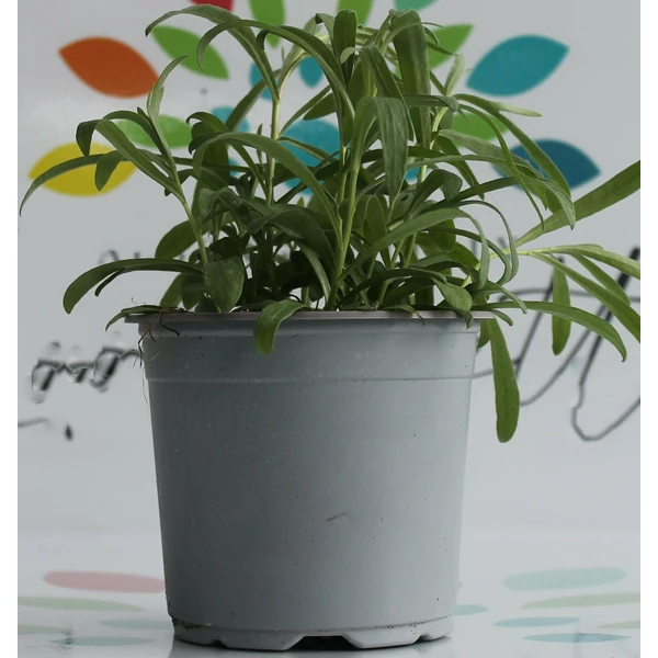 Tárkony FŰSZERNÖVÉNY-ARTEMISIA DRACUNCULUS K1,5