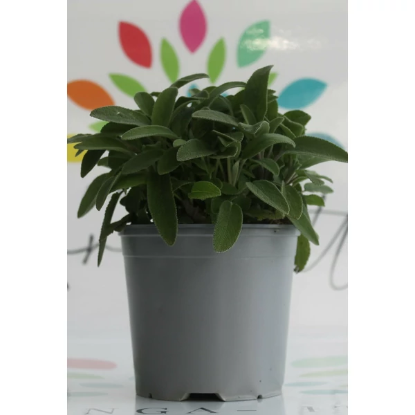 Zsálya FŰSZERNÖVÉNY-SALVIA OFFICINALIS K1,5