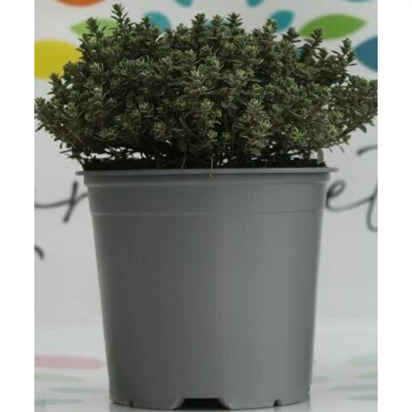 Kerti kakukkfű FŰSZERNÖVÉNY-THYMUS SZÍNVARIÁCIÓK K1,5