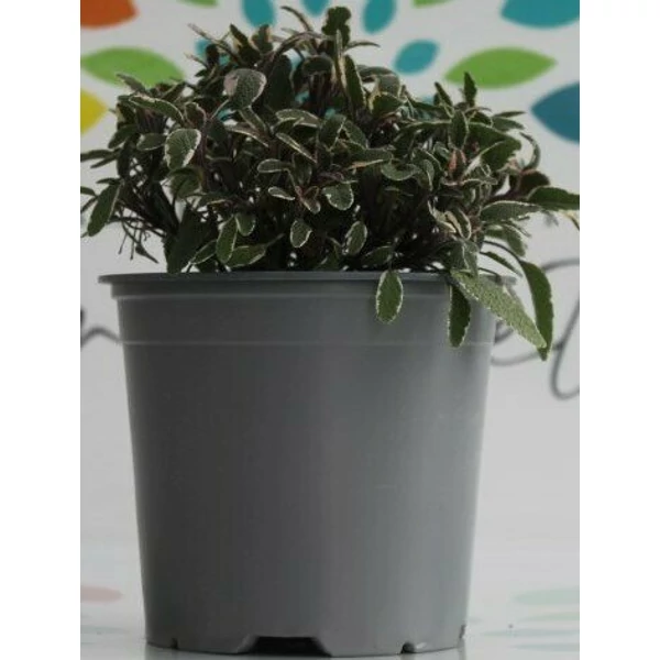 Zsálya FŰSZERNÖVÉNY-SALVIA 4-5 SZÍNVARIÁCIÓ K1,5