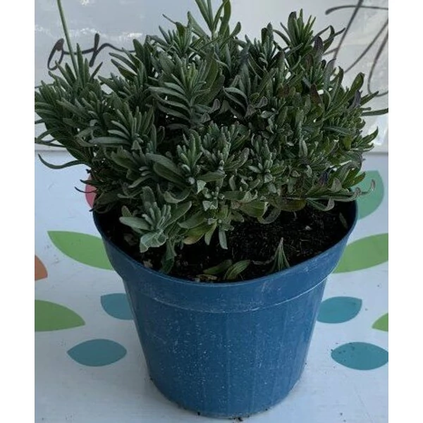 Levendula LAVANDULA ANGUSTIFOLIA HIDCOTE K1,5