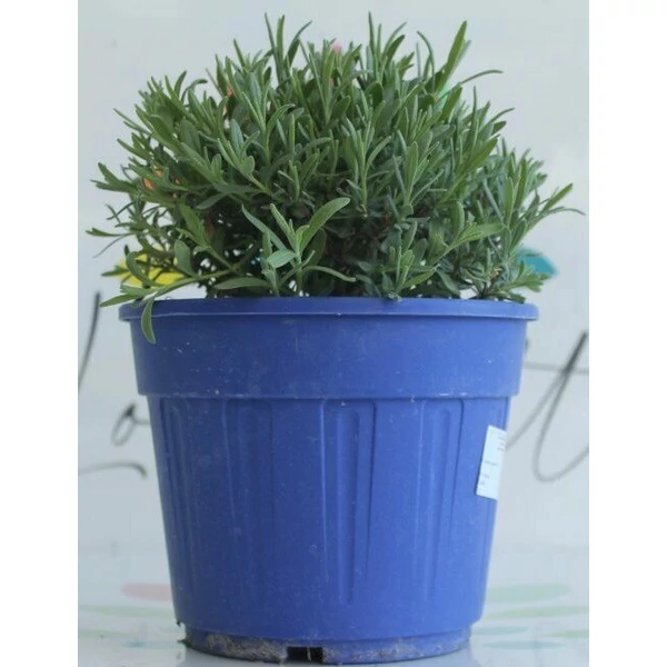 Levendula LAVANDULA ANGUSTIFOLIA HIDCOTE K3