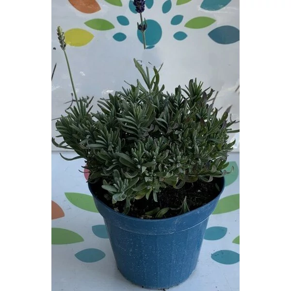  Levendula    LAVANDULA MIX K1,5