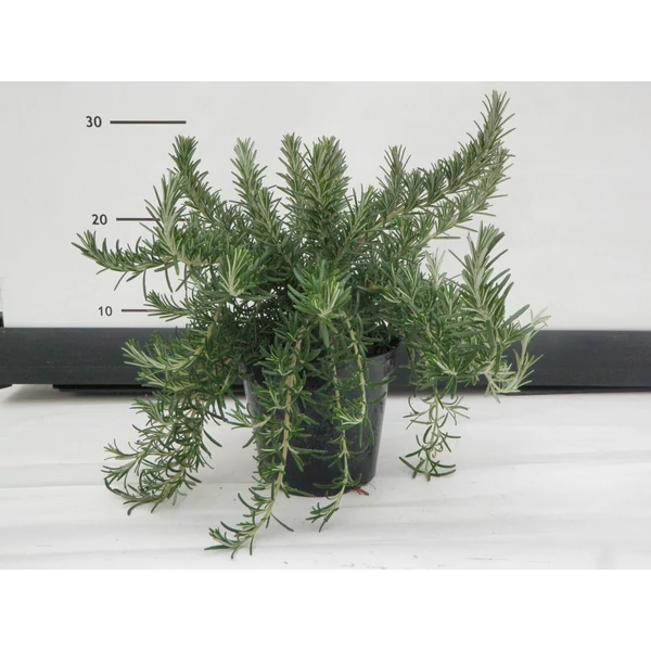 Csüngő rozmaring ROSMARINUS PROSTRATO REPENS K3