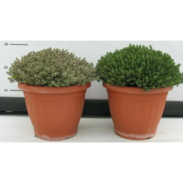 Kerti kakukkfű FŰSZERNÖVÉNY-THYMUS FAJTÁK CS25-K5,5