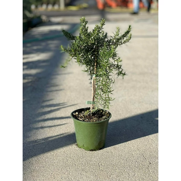 Csüngő rozmaring ROSMARINUS PROSTRATO REPENS MINI TÖRZS K1,5