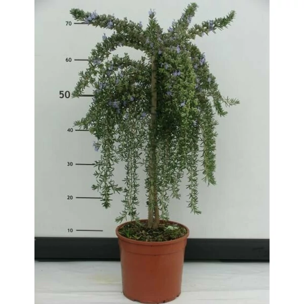 Csüngő rozmaring ROSMARINUS PROSTRATO REPENS T1/4 K3