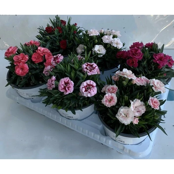 Évelő szegfű DIANTHUS MIX K1,5