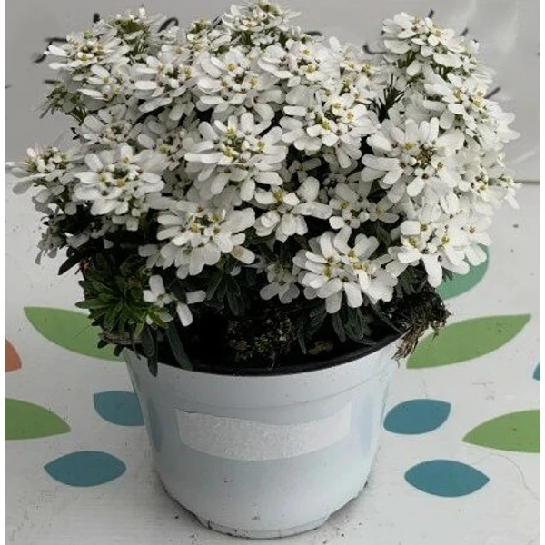 Örökzöld tatárvirág IBERIS SEMPERVIRENS K1,5
